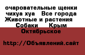 очаровательные щенки чихуа-хуа - Все города Животные и растения » Собаки   . Крым,Октябрьское